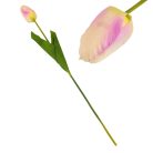 Szálas tulipán sárga - halvány-rózsaszín