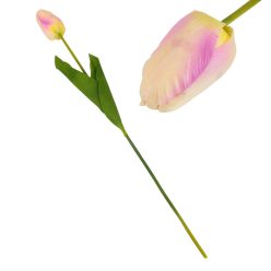 Szálas tulipán sárga - halvány-rózsaszín