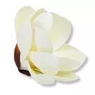  Magnólia fej polifoam krém