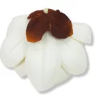  Magnólia fej polifoam krém