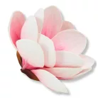  Magnólia fej polifoam magenta