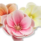  Magnólia fej polifoam magenta