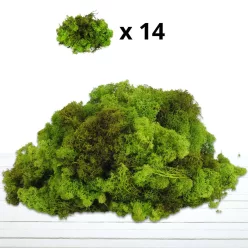 Izlandi zuzmó 500 g - almazöld