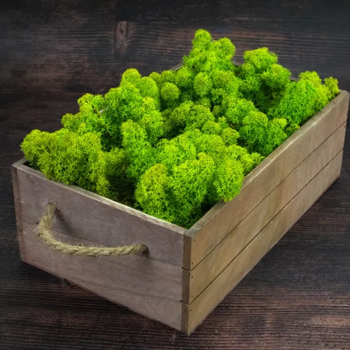 Izlandi zuzmó 500 g - almazöld