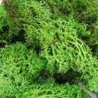 Izlandi zuzmó 500 g - almazöld