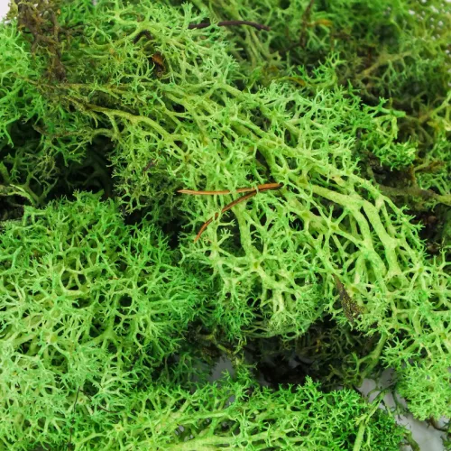 Izlandi zuzmó 500 g - almazöld