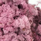 Izlandi zuzmó, moha mályva 500gr