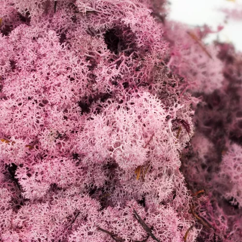 Izlandi zuzmó, moha mályva 500gr