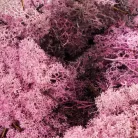 Izlandi zuzmó, moha mályva 500gr