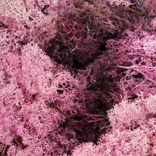 Izlandi zuzmó, moha mályva 500gr