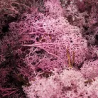 Izlandi zuzmó, moha mályva 500gr