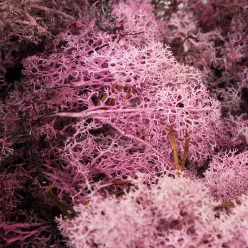 Izlandi zuzmó, moha mályva 500gr