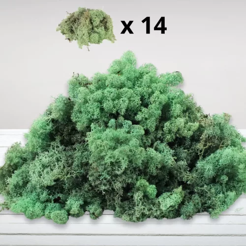 Izlandi zuzmó, moha menta 500gr