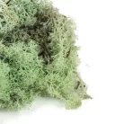 Izlandi zuzmó, moha menta 500gr