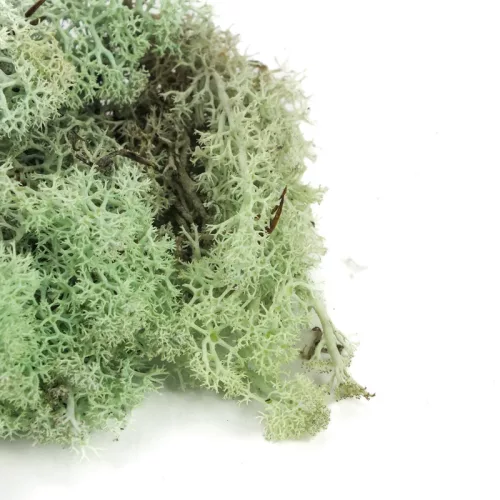 Izlandi zuzmó, moha menta 500gr