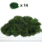 Izlandi zuzmó, moha méregzöld 500gr