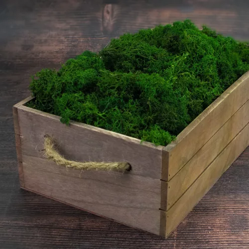 Izlandi zuzmó, moha méregzöld 500gr