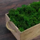 Izlandi zuzmó, moha méregzöld 500gr