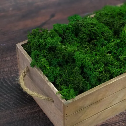 Izlandi zuzmó, moha méregzöld 500gr