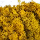 Izlandi zuzmó, moha sárga 500gr