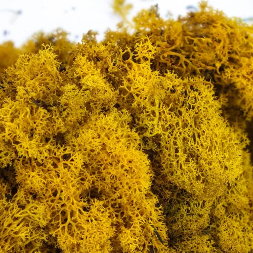 Izlandi zuzmó, moha sárga 500gr