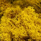 Izlandi zuzmó, moha sárga 500gr