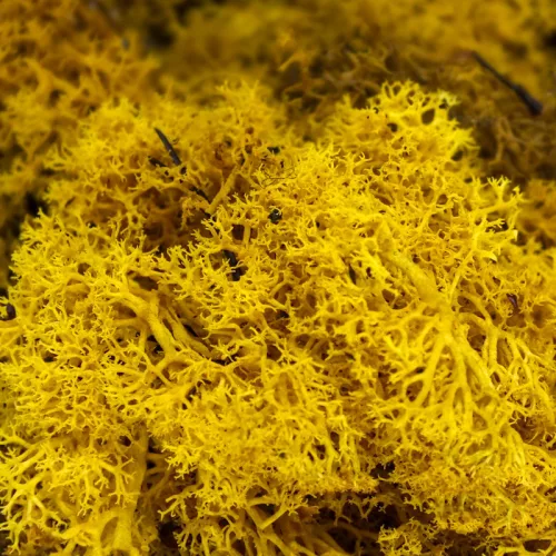 Izlandi zuzmó, moha sárga 500gr