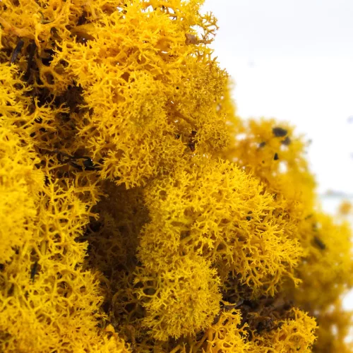 Izlandi zuzmó, moha sárga 500gr