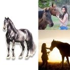 Nyomtatott dekorkarton - Ló 12cm - fekete