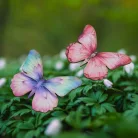 Nyomtatott dekorkarton - Színes pillangók 4db