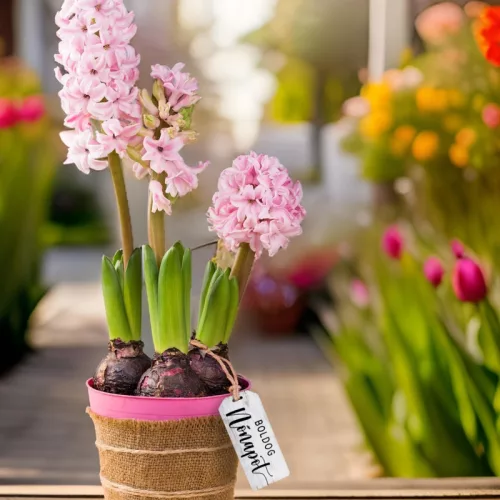 Nyomtatott dekorkarton - Boldog nőnapot scrapbook táblák 5db/cs fehér