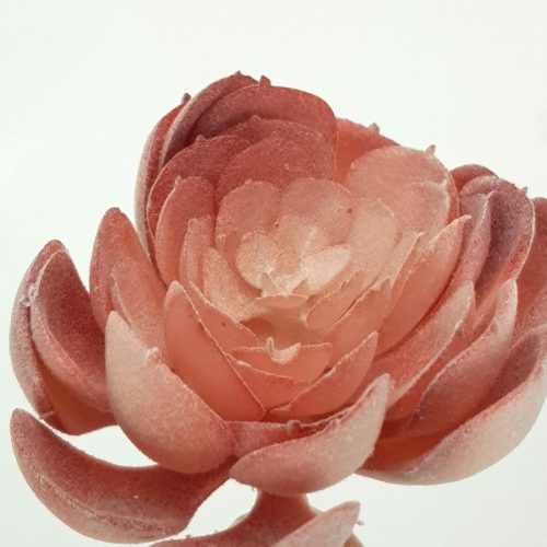 Pozsgás műnövény