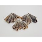 Hegyes szürke csiga 5-7cm 10dkg/csomag