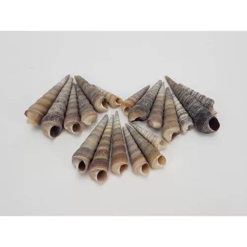 Hegyes szürke csiga 5-7cm 10dkg/csomag