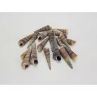 Hegyes szürke csiga 5-7cm 10dkg/csomag