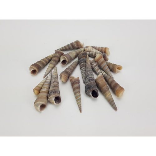 Hegyes szürke csiga 5-7cm 10dkg/csomag