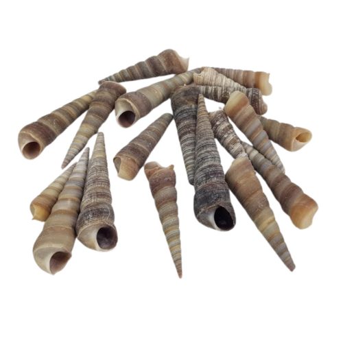 Hegyes szürke csiga 5-7cm 10dkg/csomag