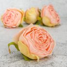 Százlevelű rózsa fej - cirmos barack 4db/csomag