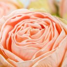 Százlevelű rózsa fej - cirmos barack 4db/csomag