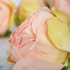 Százlevelű rózsa fej - cirmos barack 4db/csomag