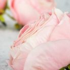 Százlevelű rózsa fej - cirmos rózsaszín 4db/csomag