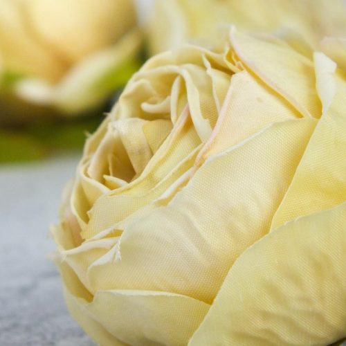 Százlevelű rózsa fej - krém sárga 4db/csomag