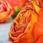 Százlevelű rózsa fej - napsárga 4db/csomag