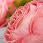 Százlevelű rózsa fej - rózsaszín 4db/csomag