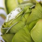 Százlevelű rózsa fej - világoszöld 4db/csomag