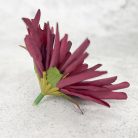 Kínai krizantém fej - bordó