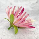 Kínai krizantém fej - cirmos ciklámen