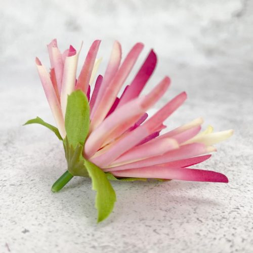 Kínai krizantém fej - cirmos ciklámen