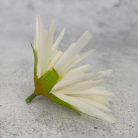 Kínai krizantém fej - krém