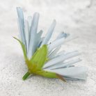 Kínai krizantém fej - ódon kék